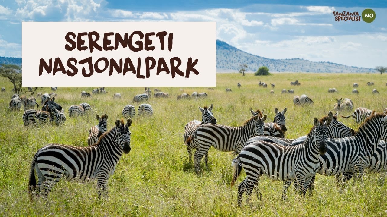 Utforsk Serengeti nasjonalpark med Tanzania Specialist