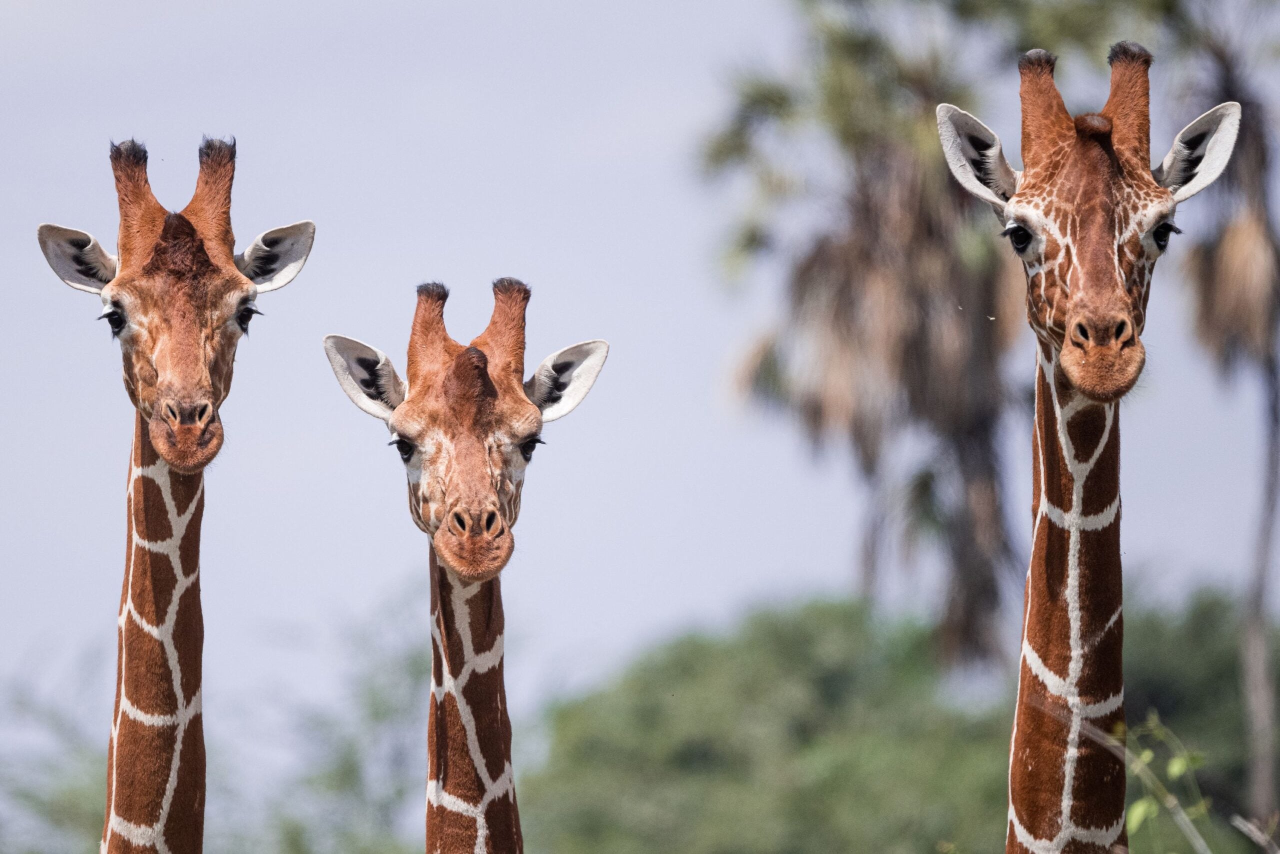 Reticulated-Giraffe-scaled