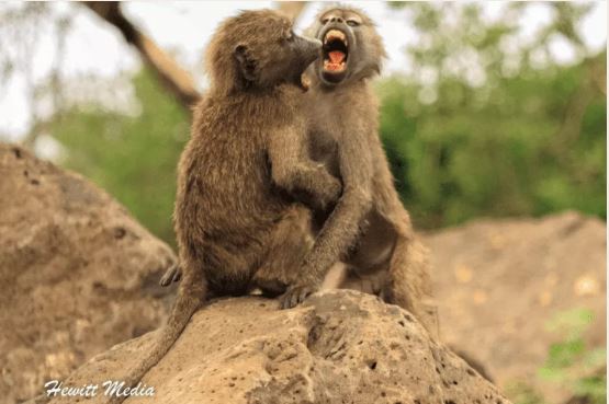 Nærbilde av to små apekatter