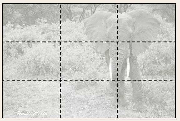 Illustrasjon av tredjedelsregelen i et bilde med en elefant
