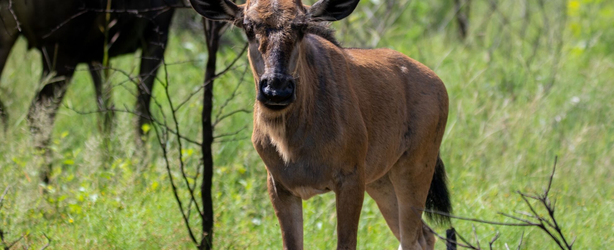Liten gnu ser mot kameraet, gnuens kalvingssesong