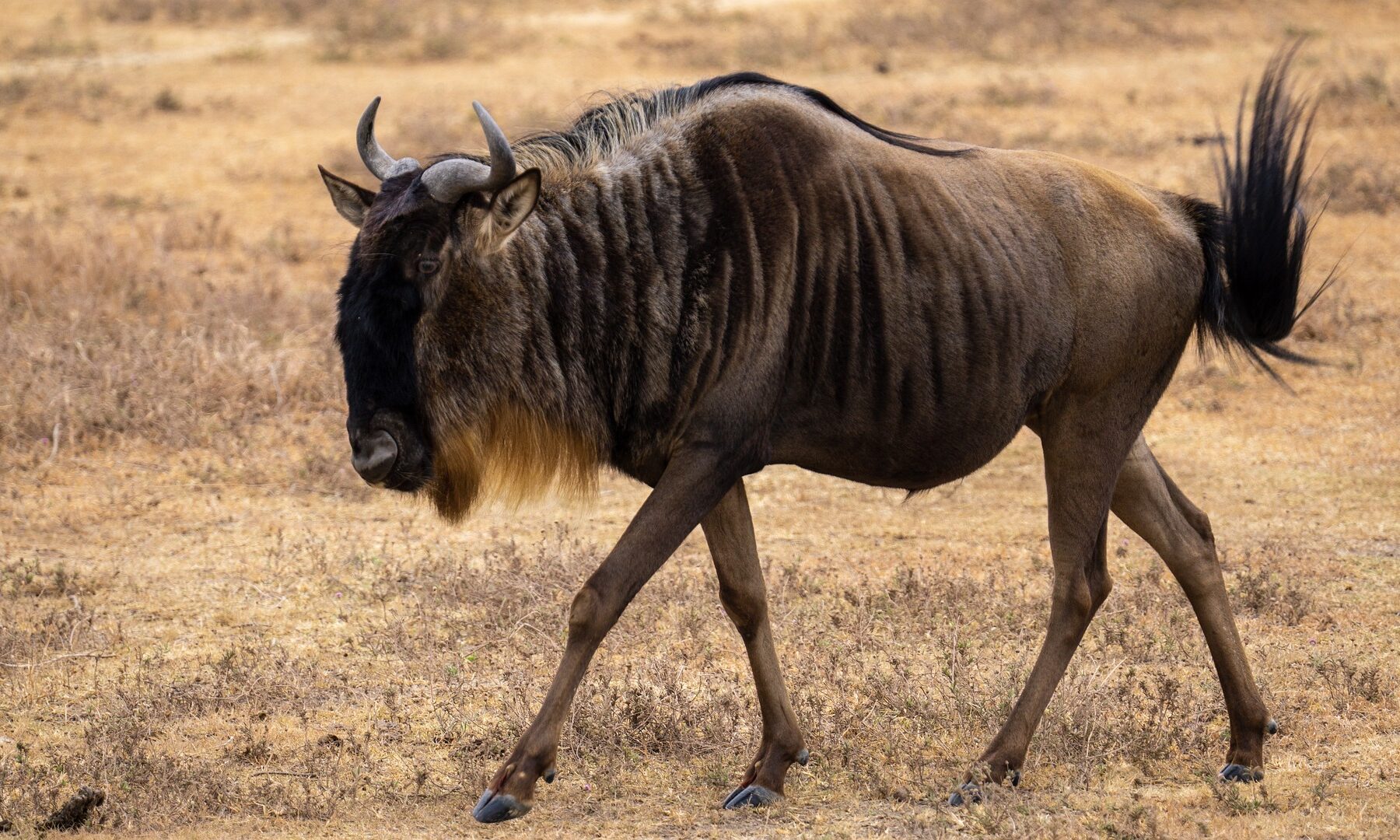 Gnu på savanne i Tanzania under The Great Migration