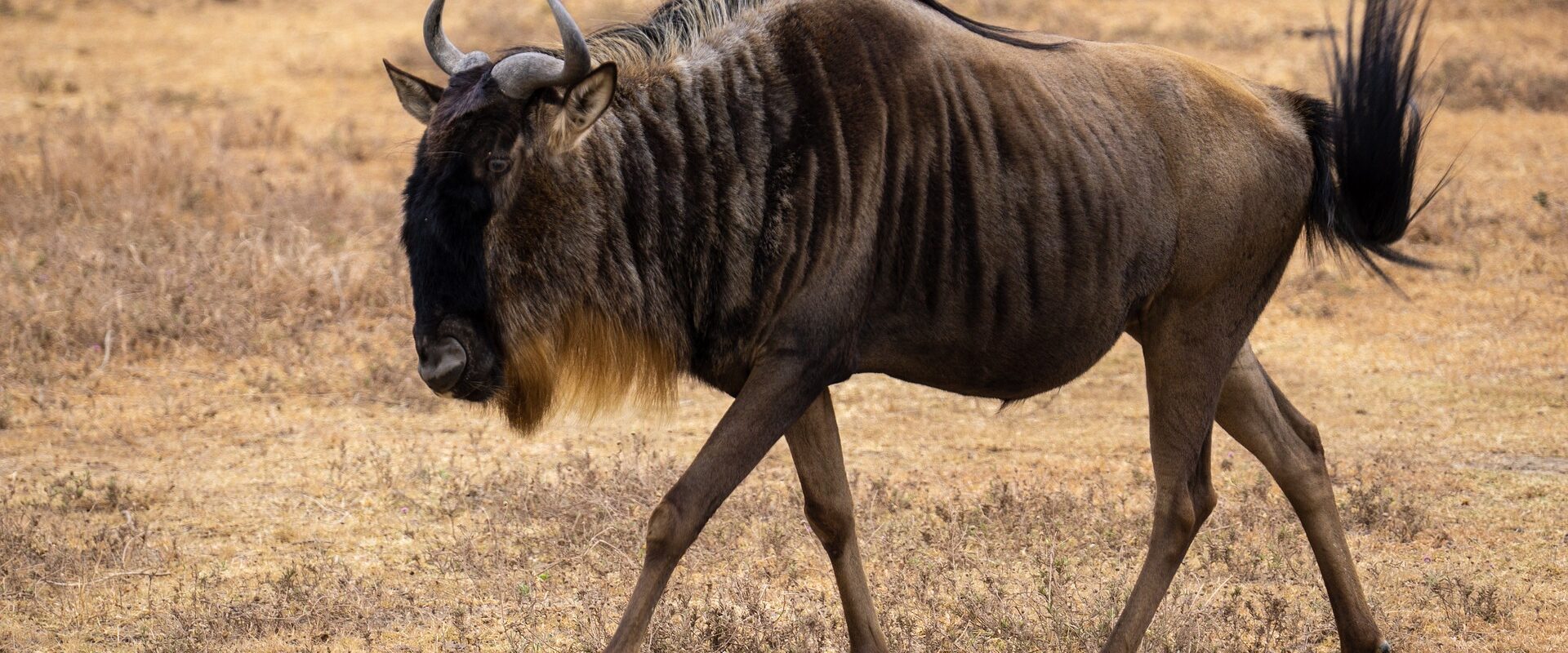 Gnu på savanne i Tanzania under The Great Migration
