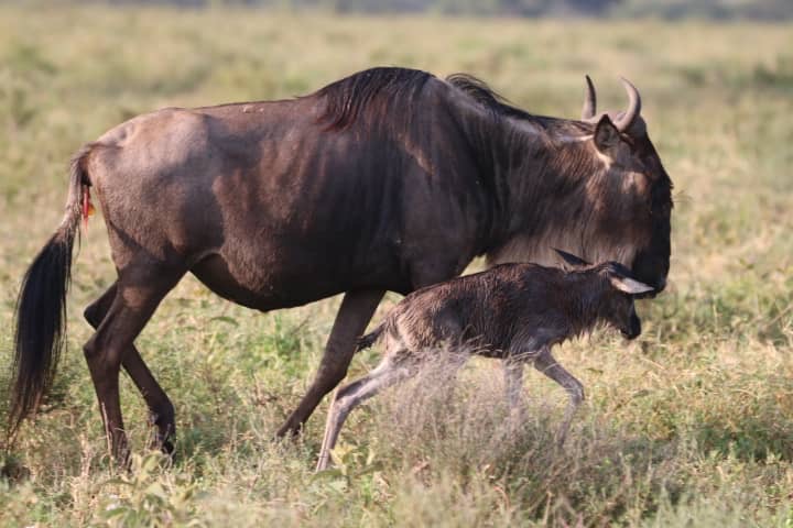 IM_TZ_NDU_Newborn wildebeest running with mom