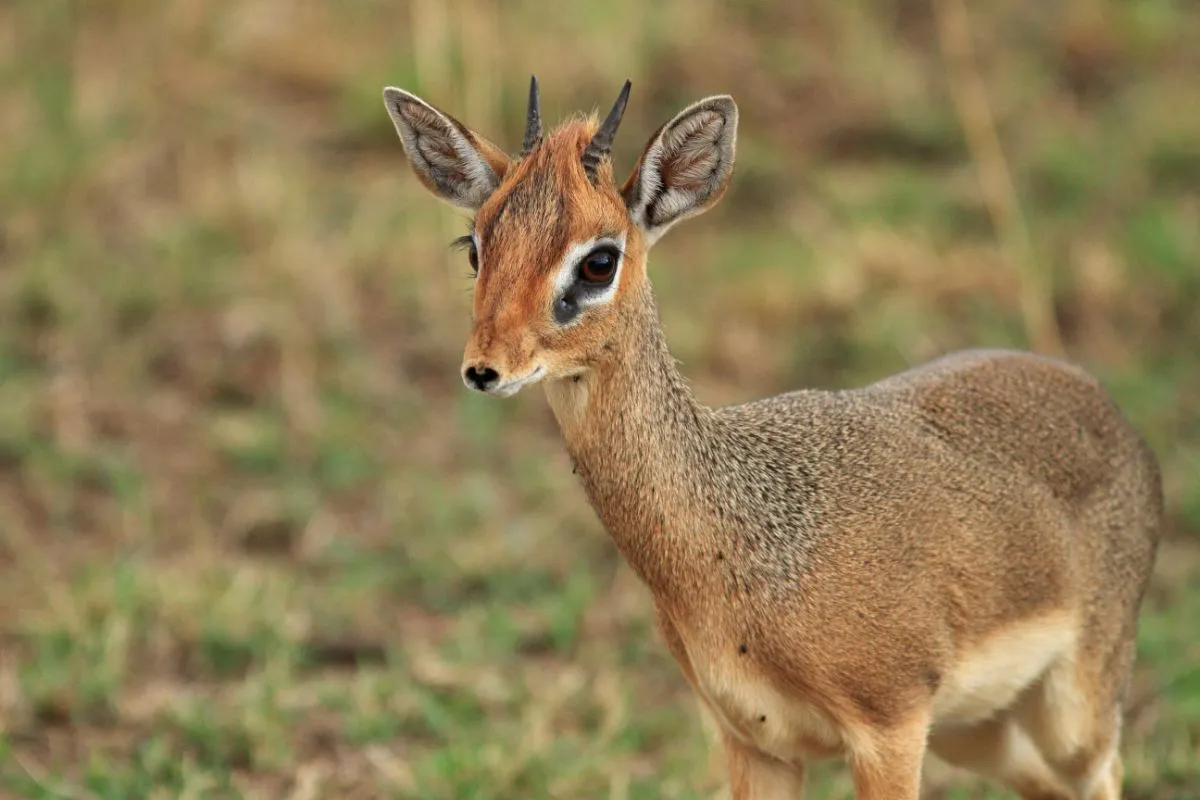 Dik-dik-antilope med gress i bakgrunnen