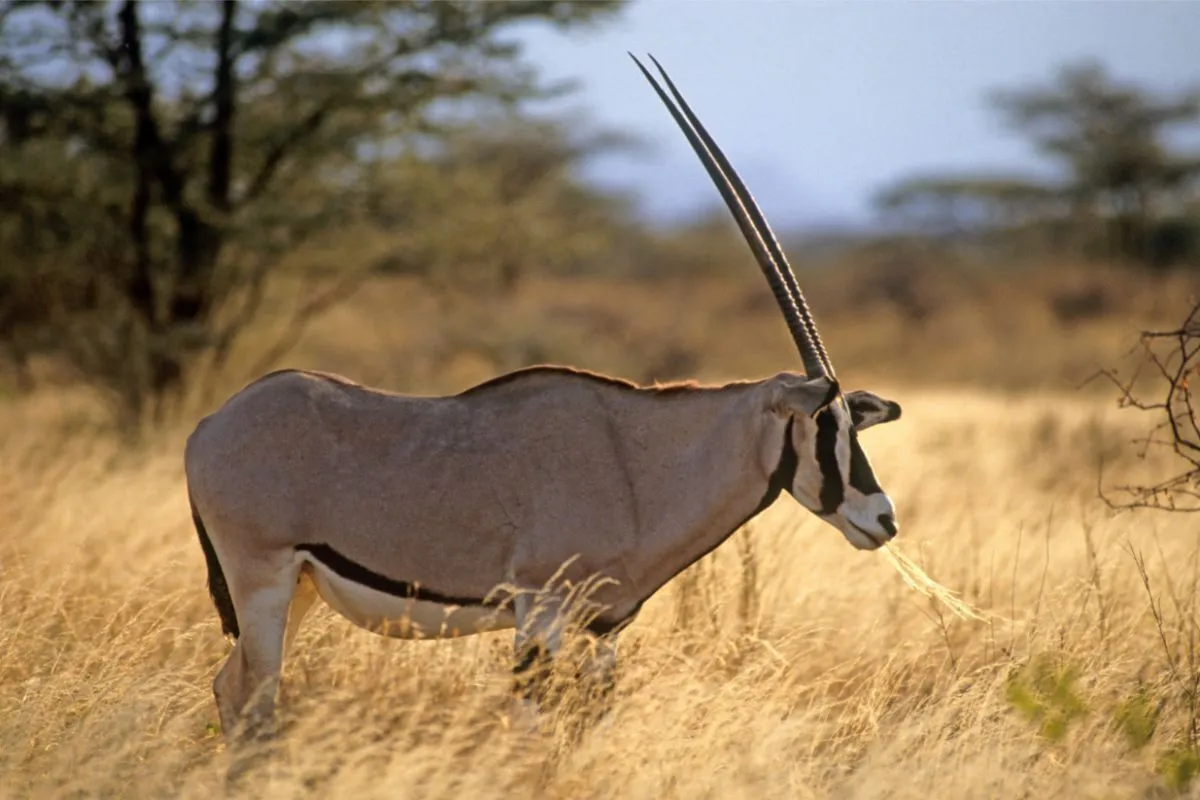 Østafrikansk Oryx-antilope i Serengeti