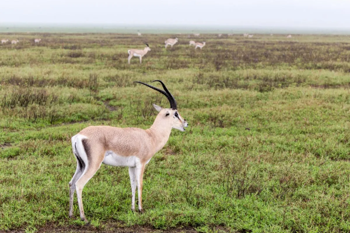 Grantgaselle er en antilope som finnes i Serengeti