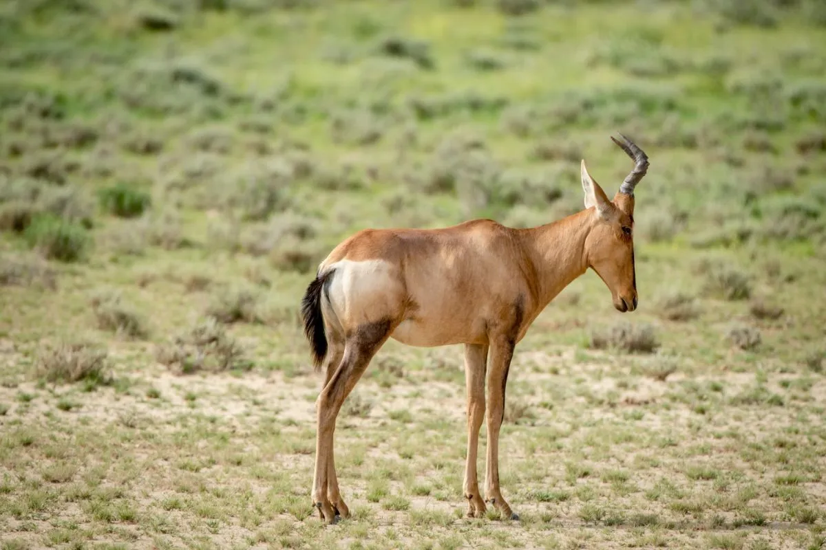 Kuantilope i Serengeti nasjonalpark
