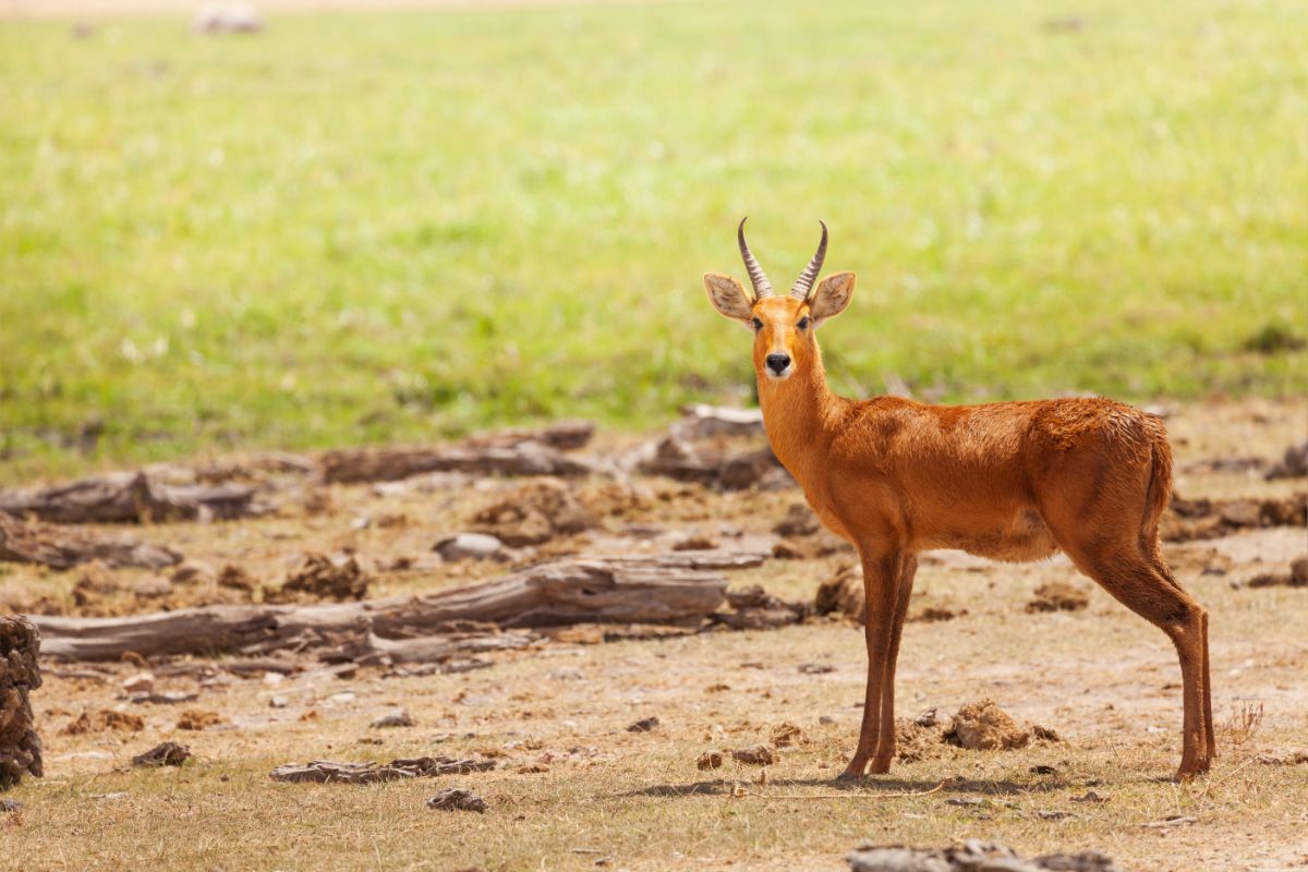 Oribi-antilope i Serengeti