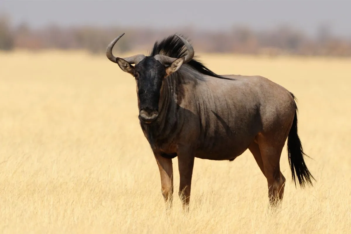 Gnu er en antilope i Serengeti