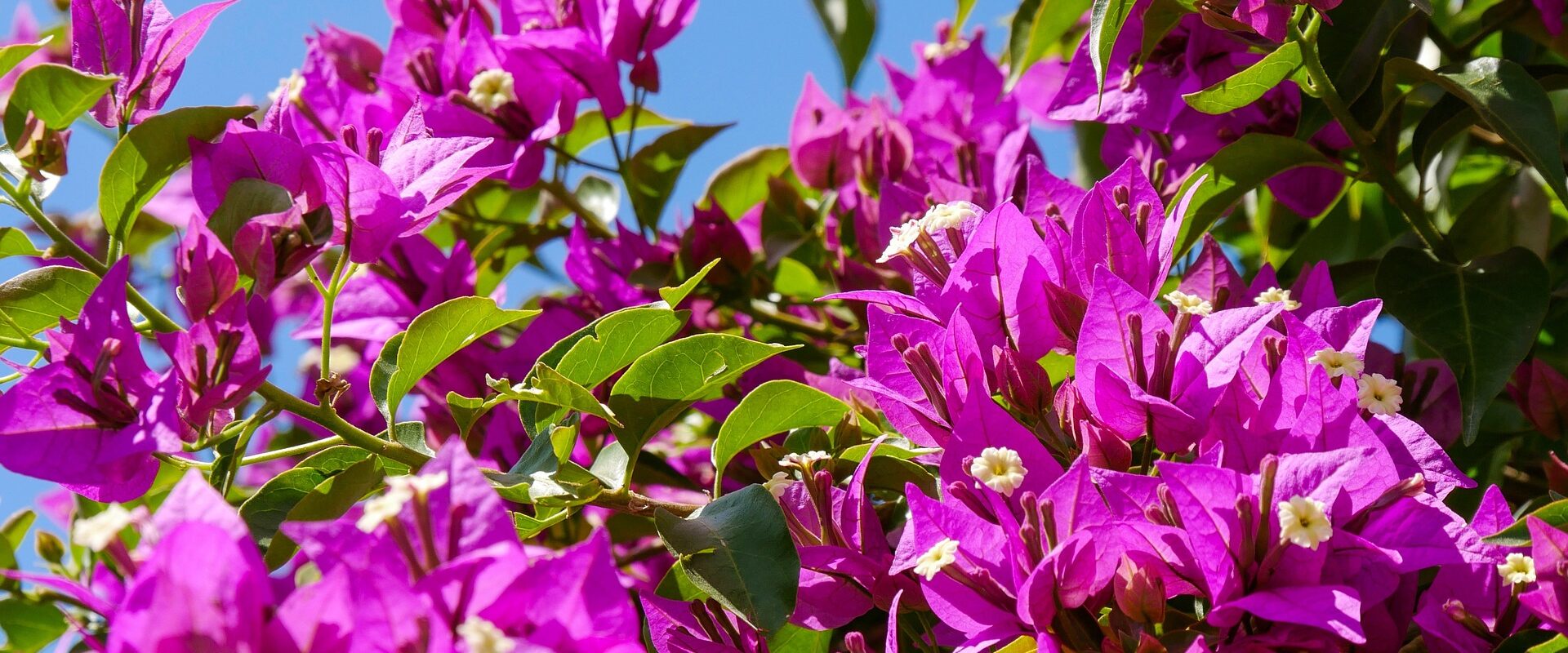 Rosa blomster, bougainvillea