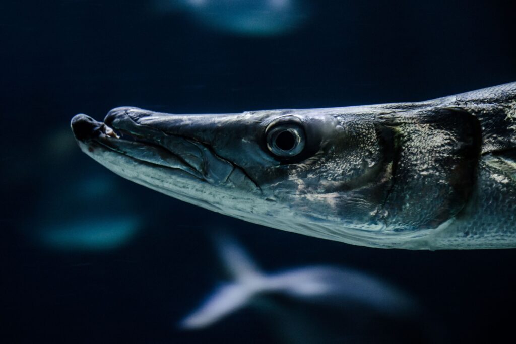 Fisk med spiss nese i mørkt vann