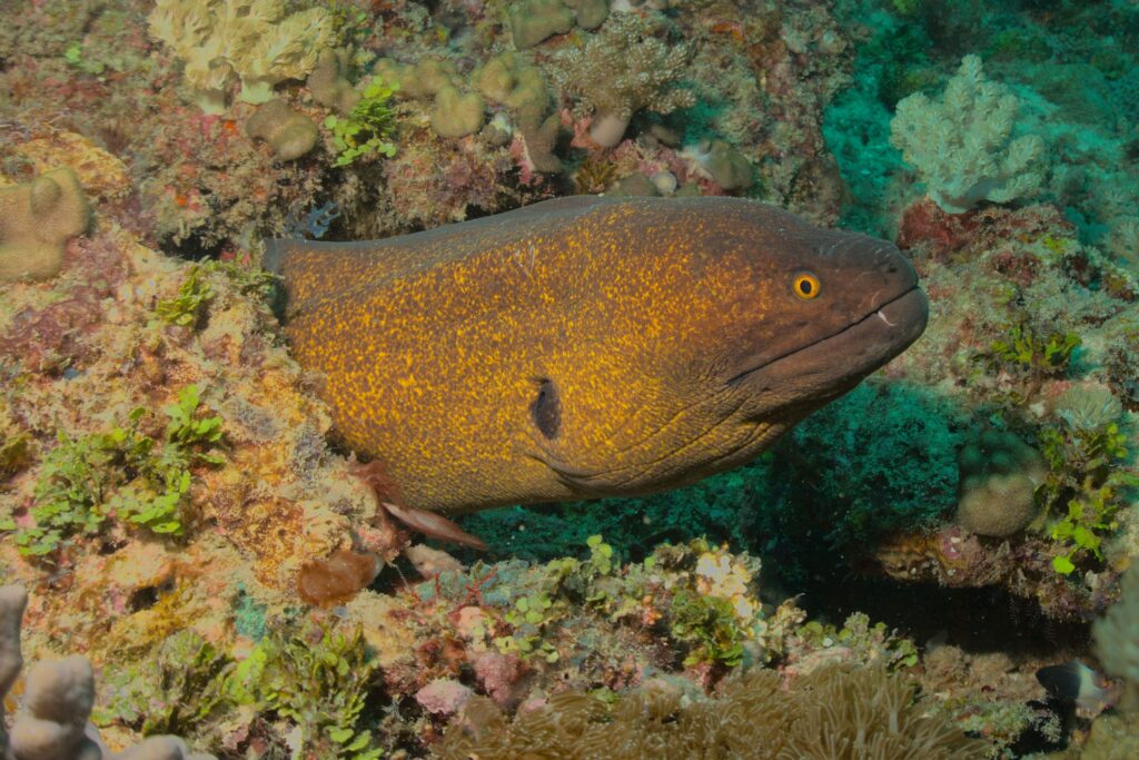 Fisk titter frem fra korallrev