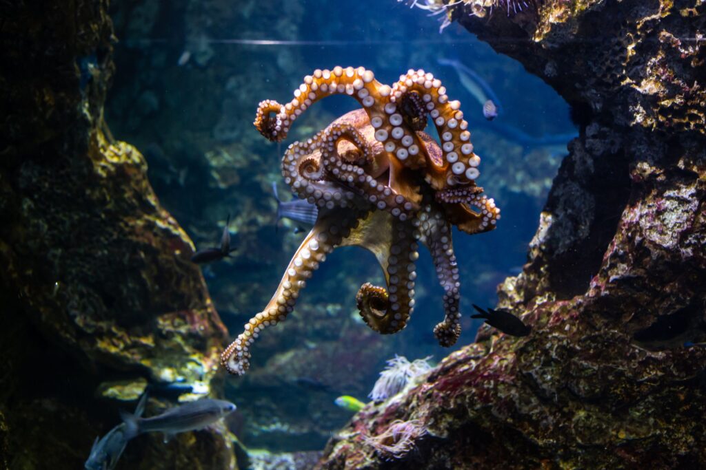 Blekksprut blant korallrev