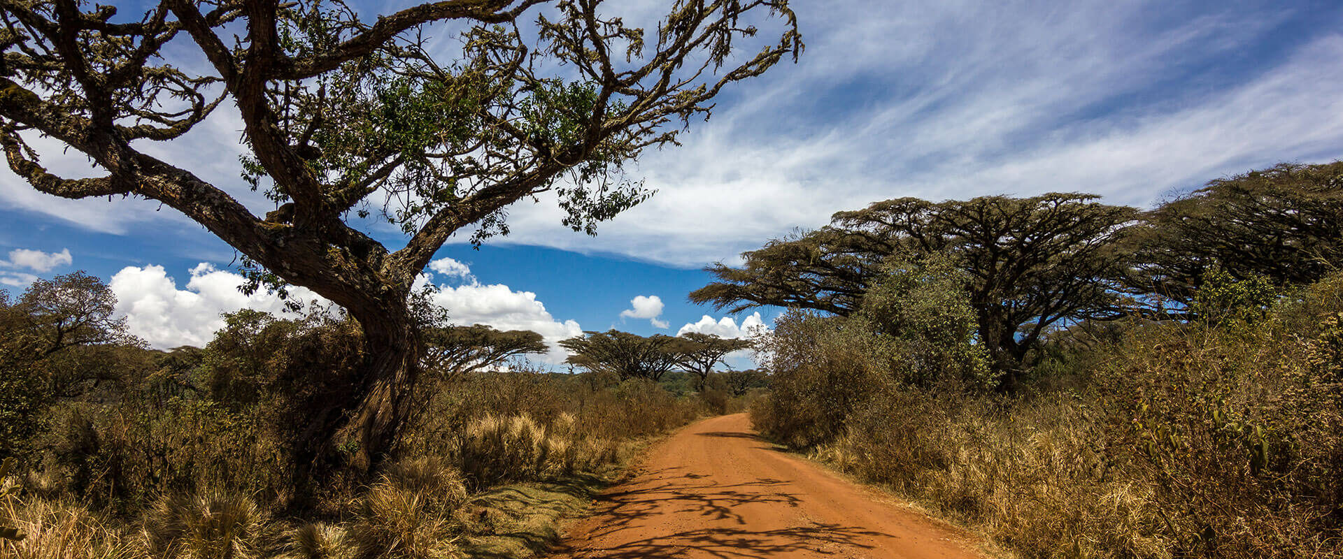 nasjonalpark i Tanzania Afrika
