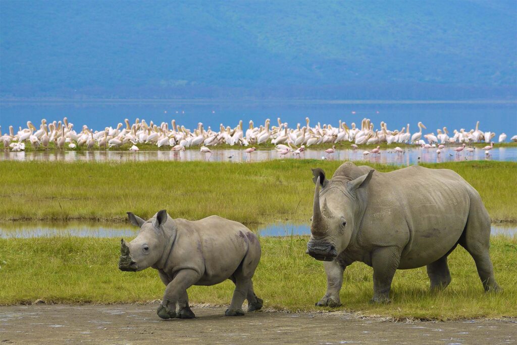 To nesehorn med flamingoer i bakgrunnen safari Tanzania