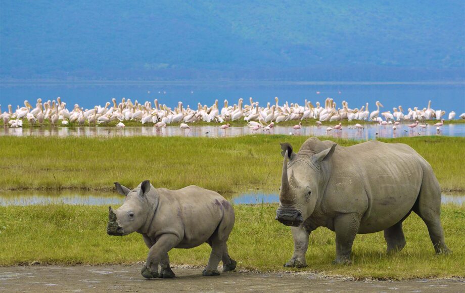 To nesehorn med flamingoer i bakgrunnen safari Tanzania