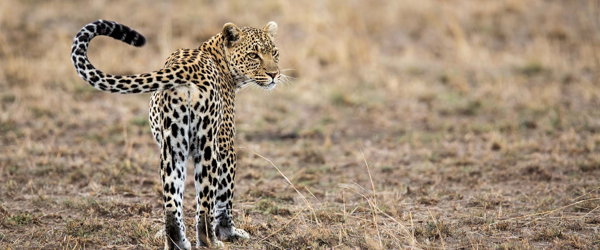 gepard går rundt i Tanzania