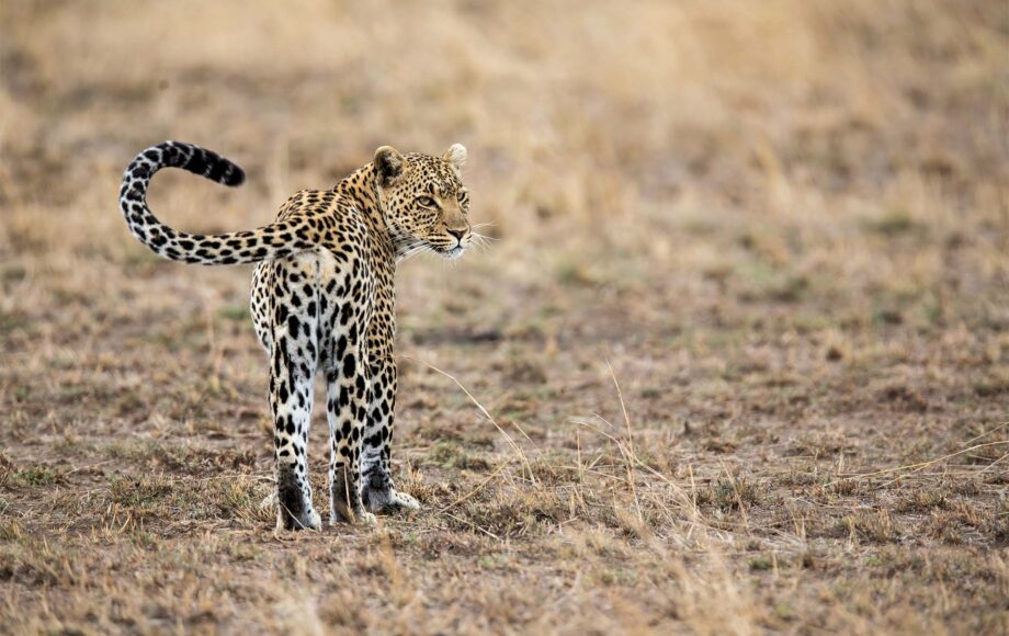 gepard går rundt i Tanzania