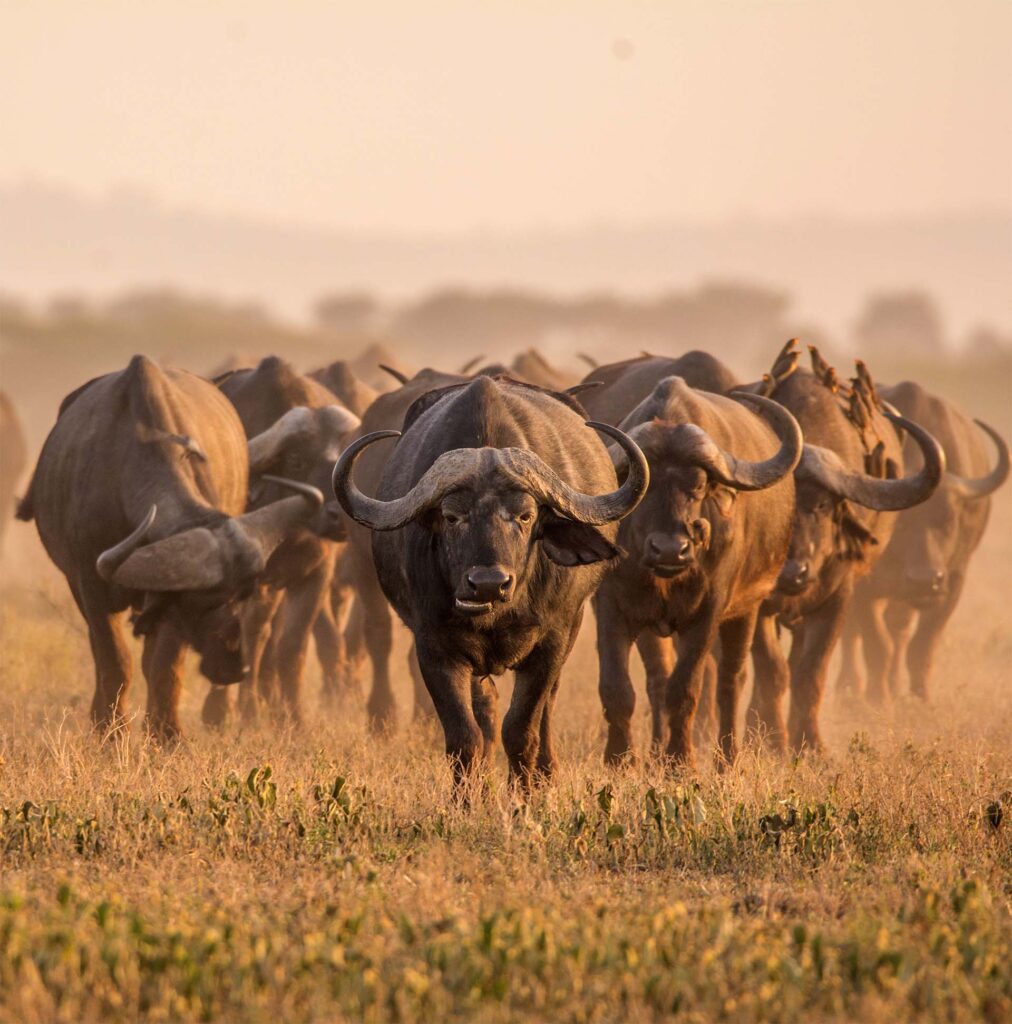 flokk ville dyr Tanzania safari