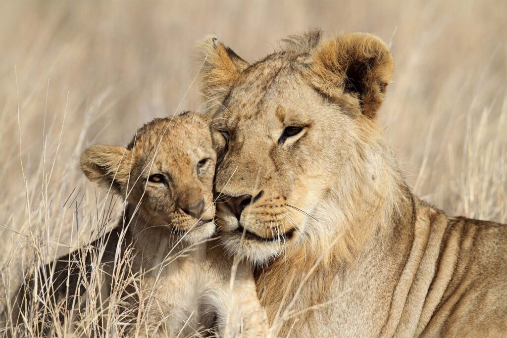Løvemor og løvebarn på Tanzania-safari i Serengeti