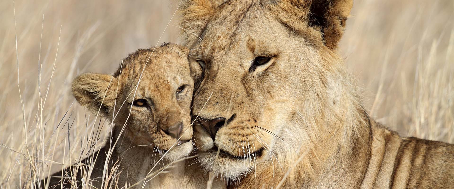 Løvemor og løvebarn på Tanzania-safari i Serengeti