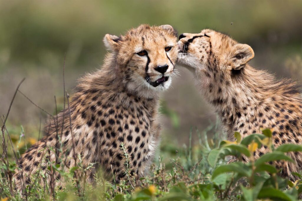 Leopardbaby med mor i serengeti nasjonalpark