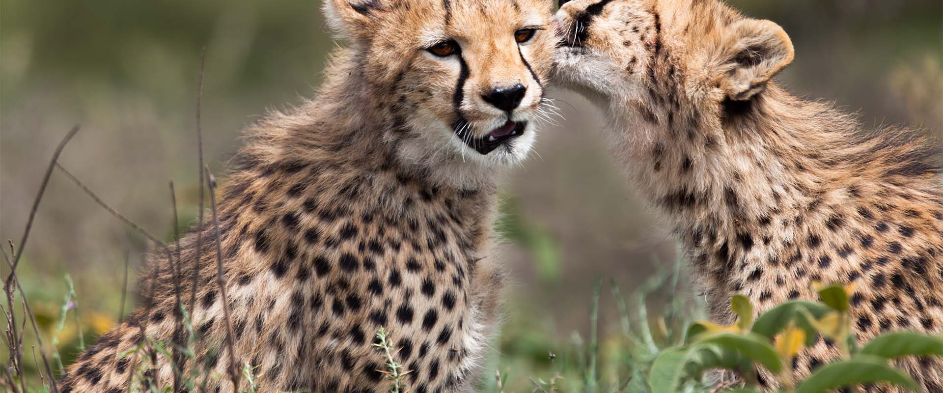 Leopardbaby med mor i serengeti nasjonalpark