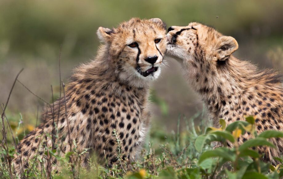 Leopardbaby med mor i serengeti nasjonalpark