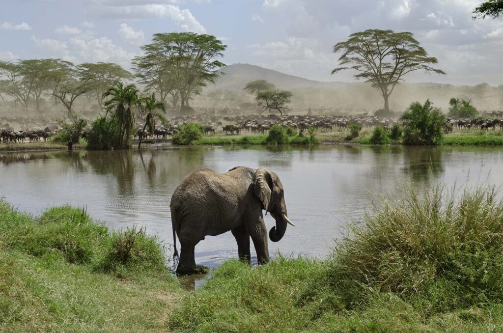 Tanzania elefant ved vannet