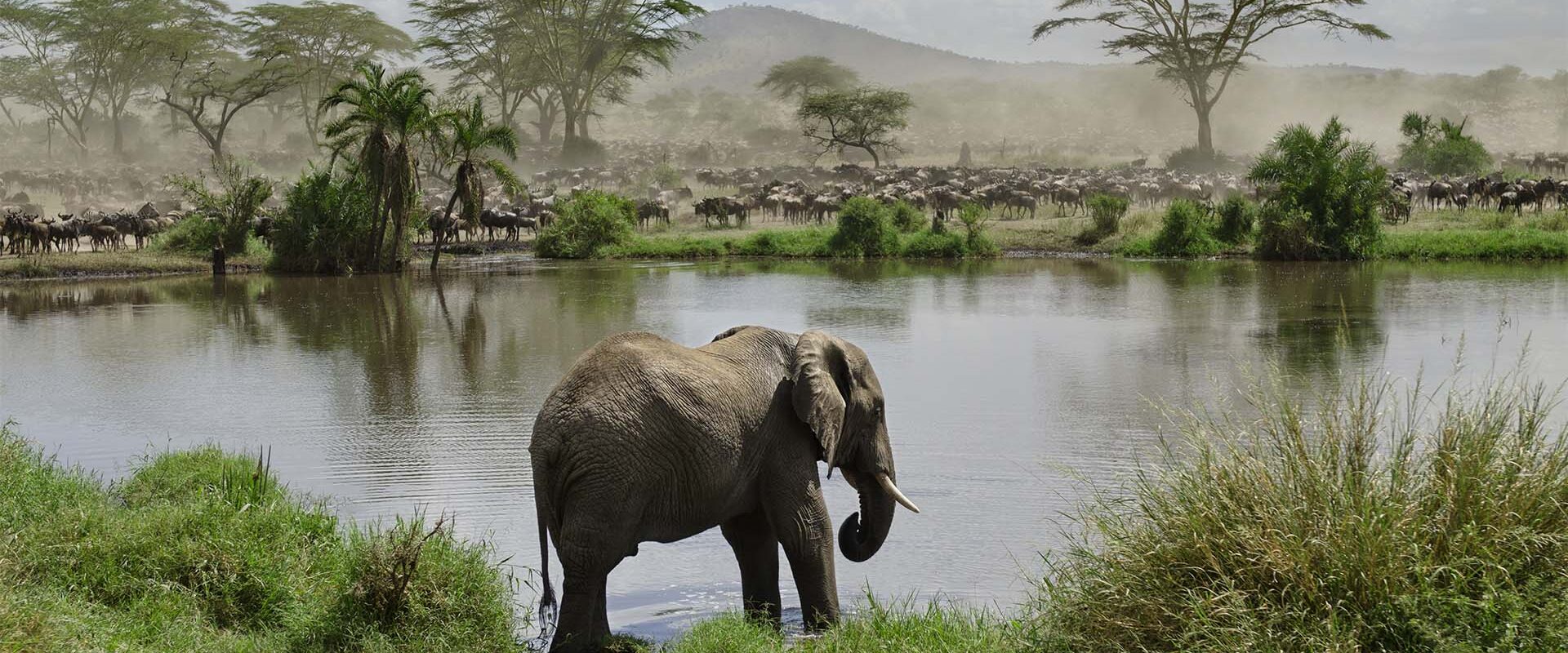 Tanzania elefant ved vannet