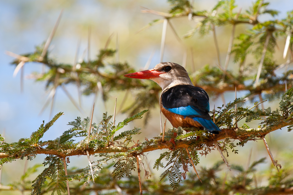 Fargerik fugl i Arusha nasjonalpark, Tanzania