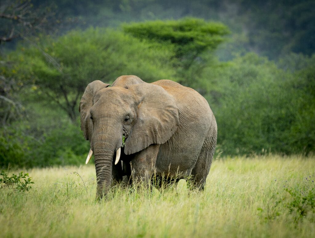 Elefant i Tarangire nasjonalpark