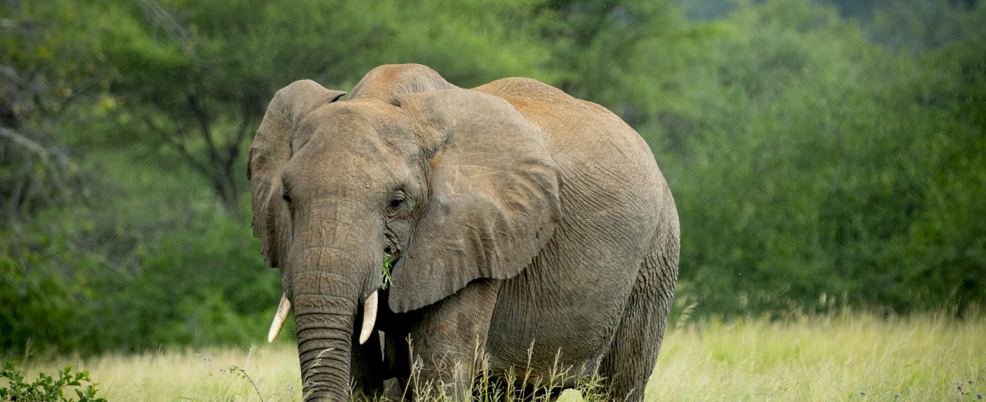 Elefant i Tarangire nasjonalpark