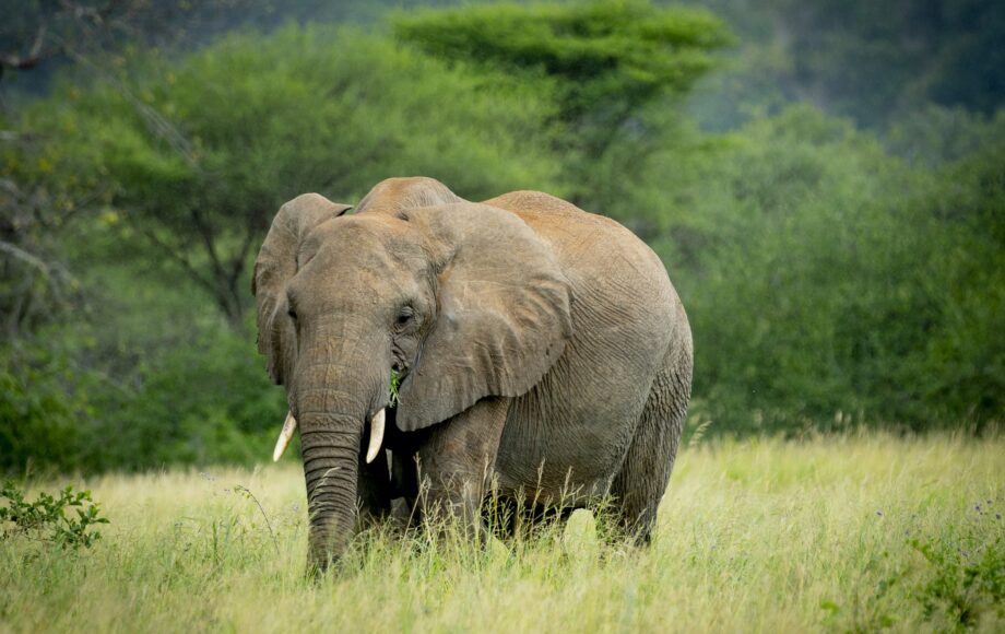 Elefant i Tarangire nasjonalpark