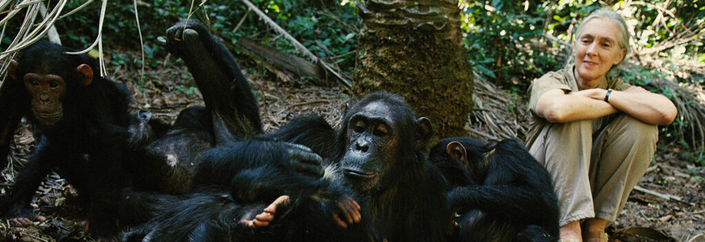 Gombe Stream National park Jane Goodall og sjimpanser