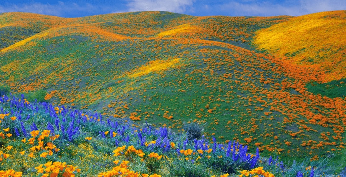 Kitulo Plateau nasjonalpark park flora and fauna 1
