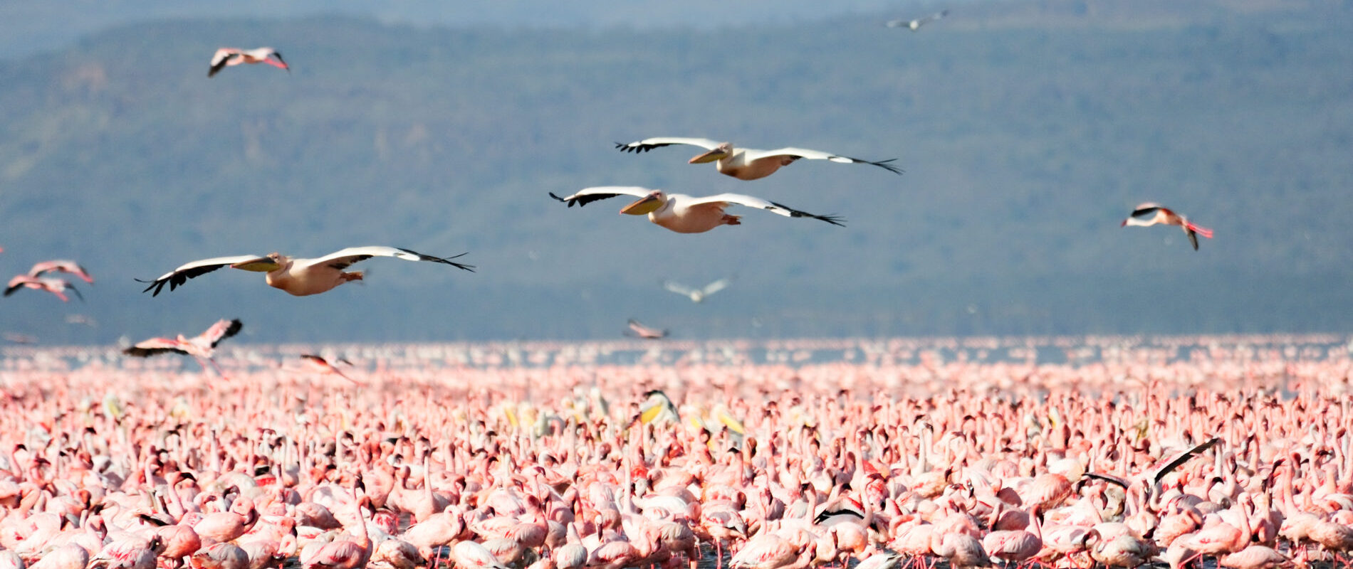 Stor flokk flamingoer og andre fugler ved Lake manyara Tanzania