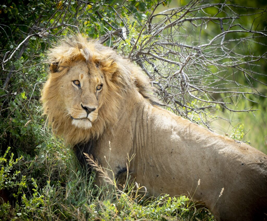 Løve Serengeti nasjonalpark