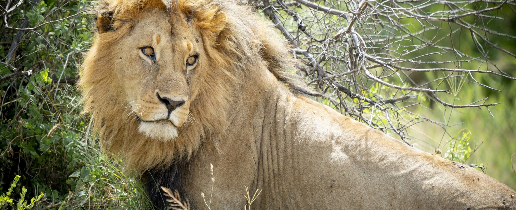 Løve Serengeti nasjonalpark