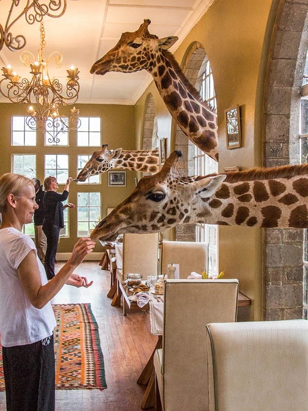 Folk mater sjiraffer på Nairobi Girafe Manor