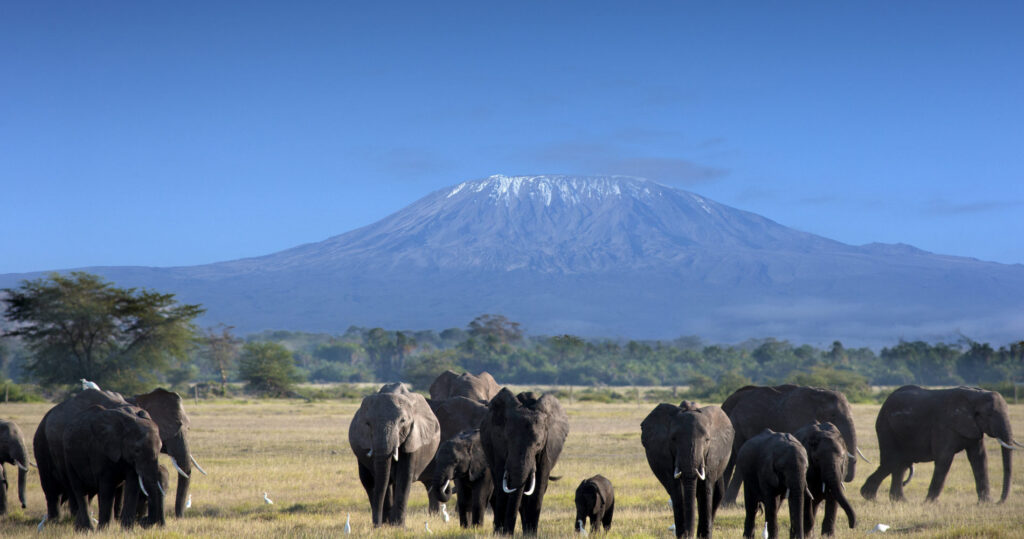 En flokk elefanter i Tanzania med Mount Kilimanjaro i bakgrunnen
