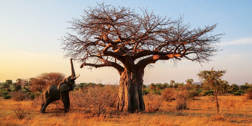 Elefant under tre i Ruaha nasjonalpark Tanzania