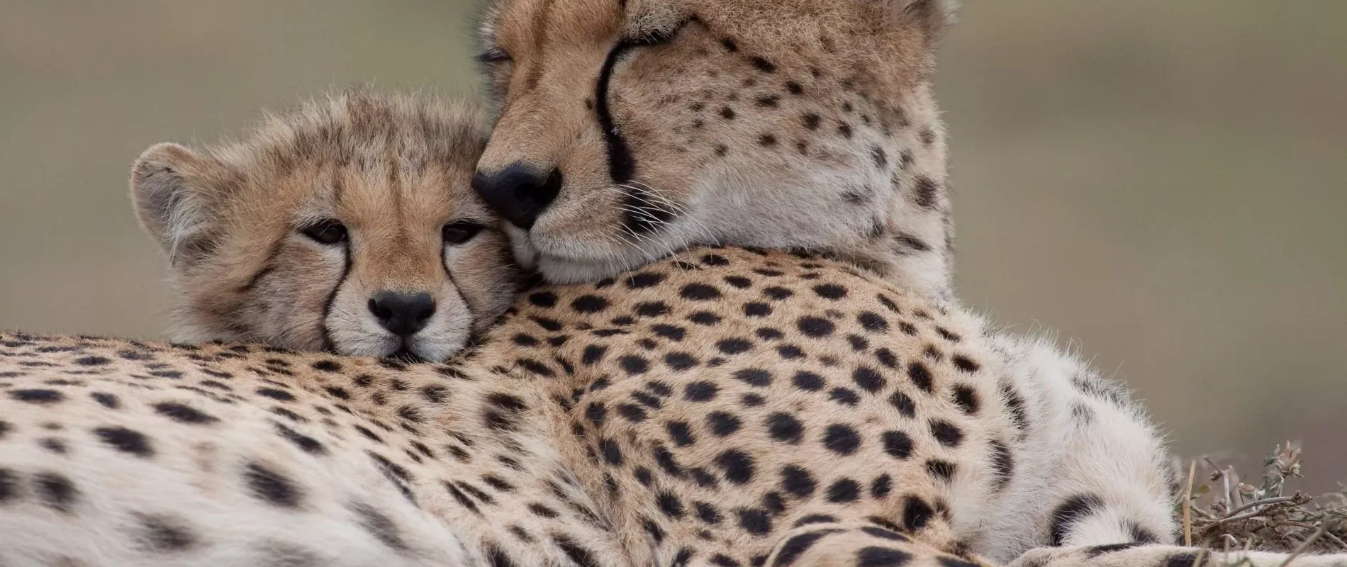Gepard barn og mor i nasjonalparken Serengeti Tanzania