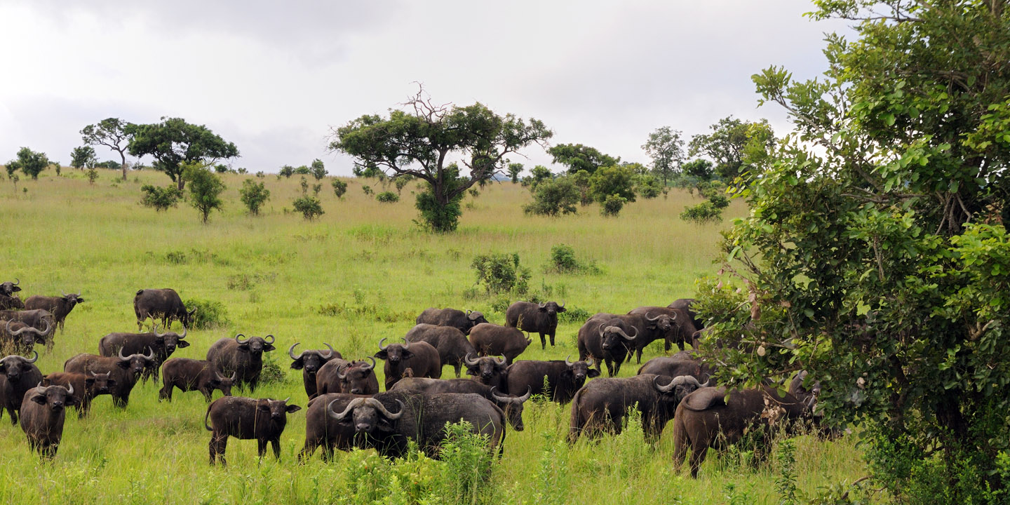 Mikumi nasjonalpark Tanzania bøfler