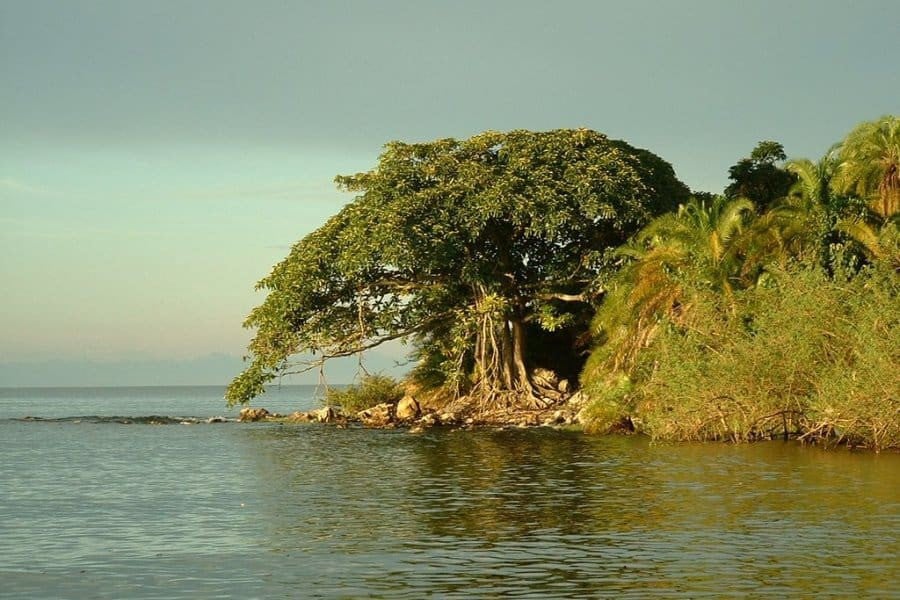 Landskap Rubondo Island nasjonalpark Tanzania