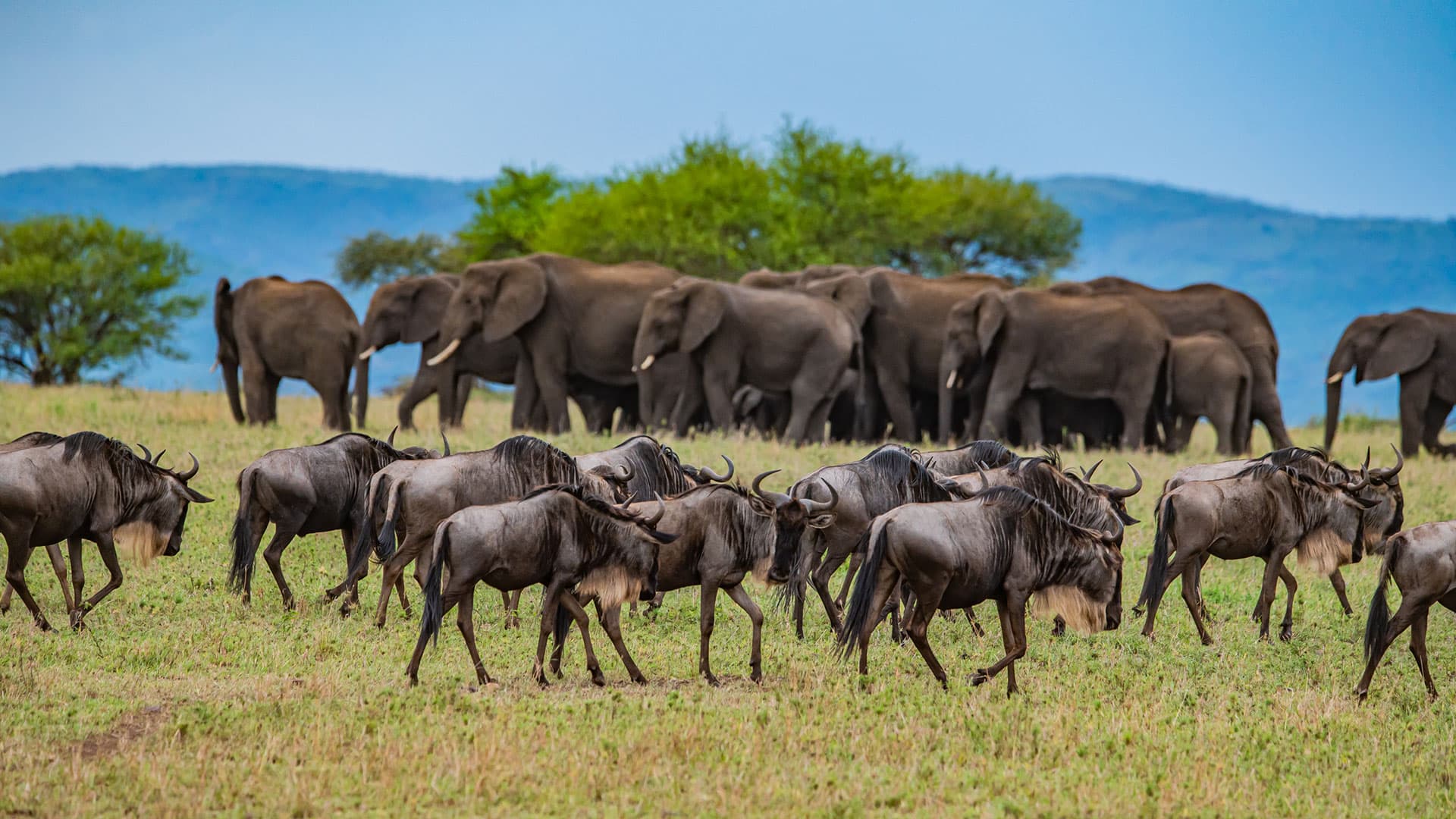 Flokk med elefanter og andre dyr på savannen på ferie i Tanzania