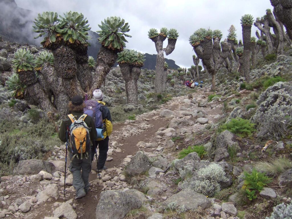 Kilimanjaro Shira ruten