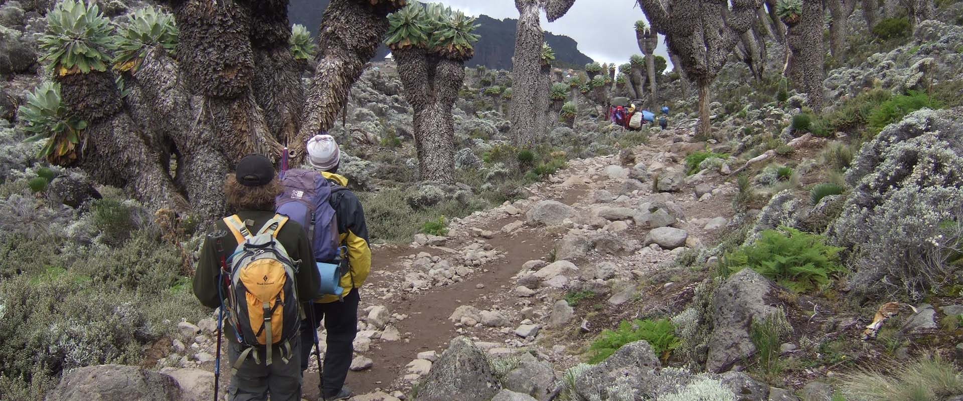 Kilimanjaro Shira ruten