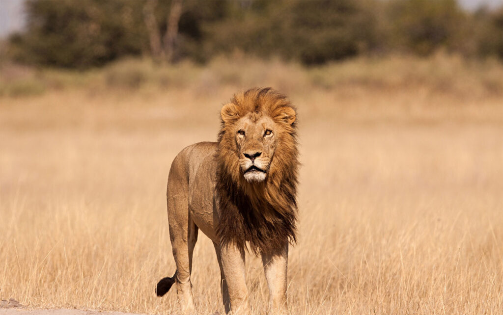 løve på safari i Tanzania